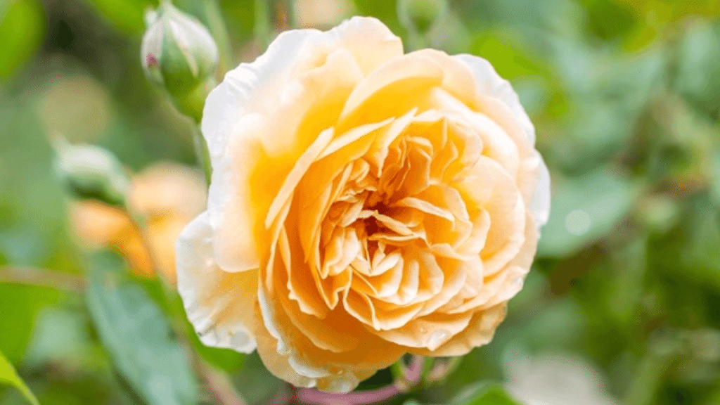 37 Striking Shade Tolerant Roses for Your Garden - The Painted Hinge
