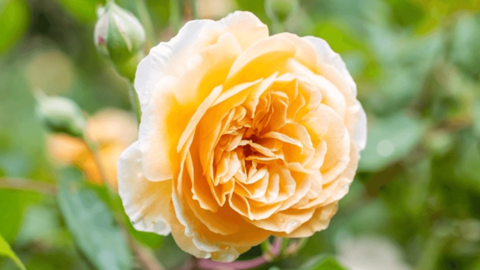 37 Striking Shade Tolerant Roses for Your Garden - The Painted Hinge