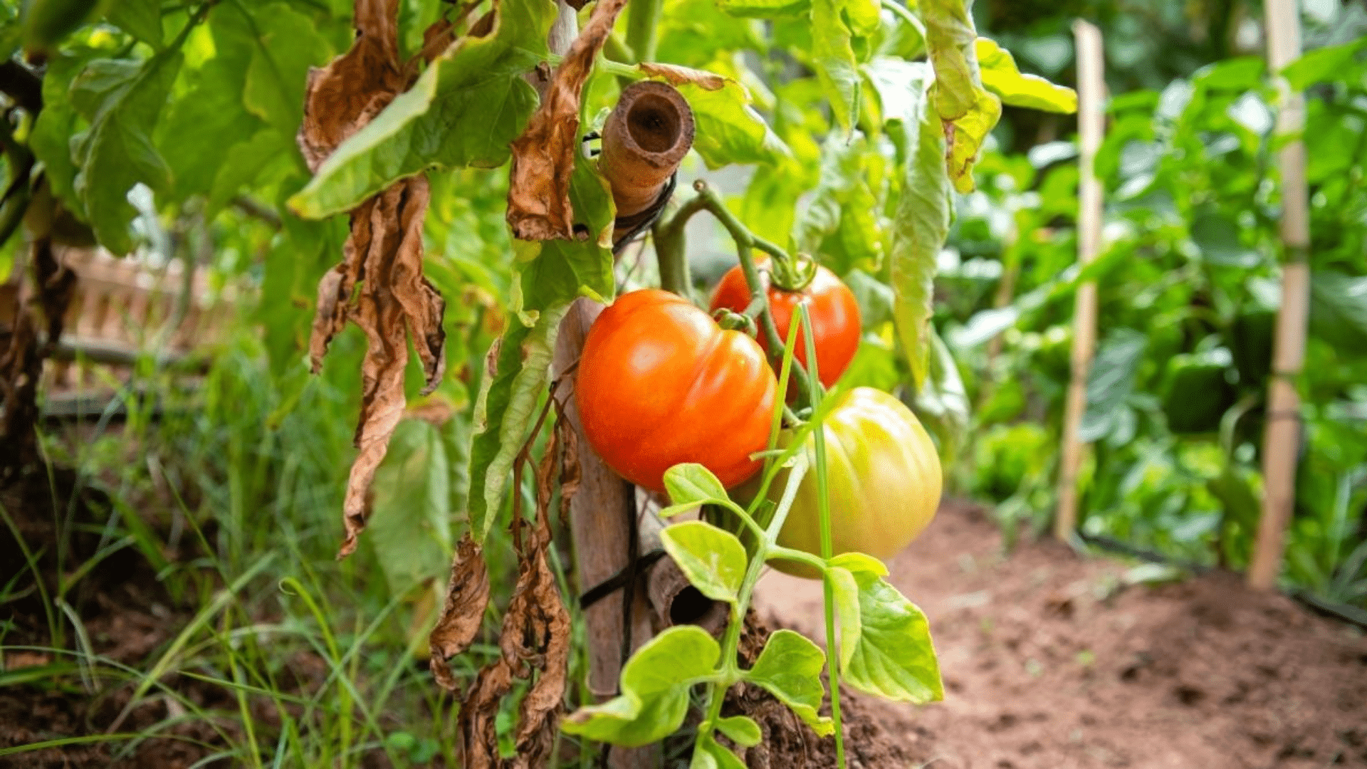 causes-of-yellow-tomato-leaves