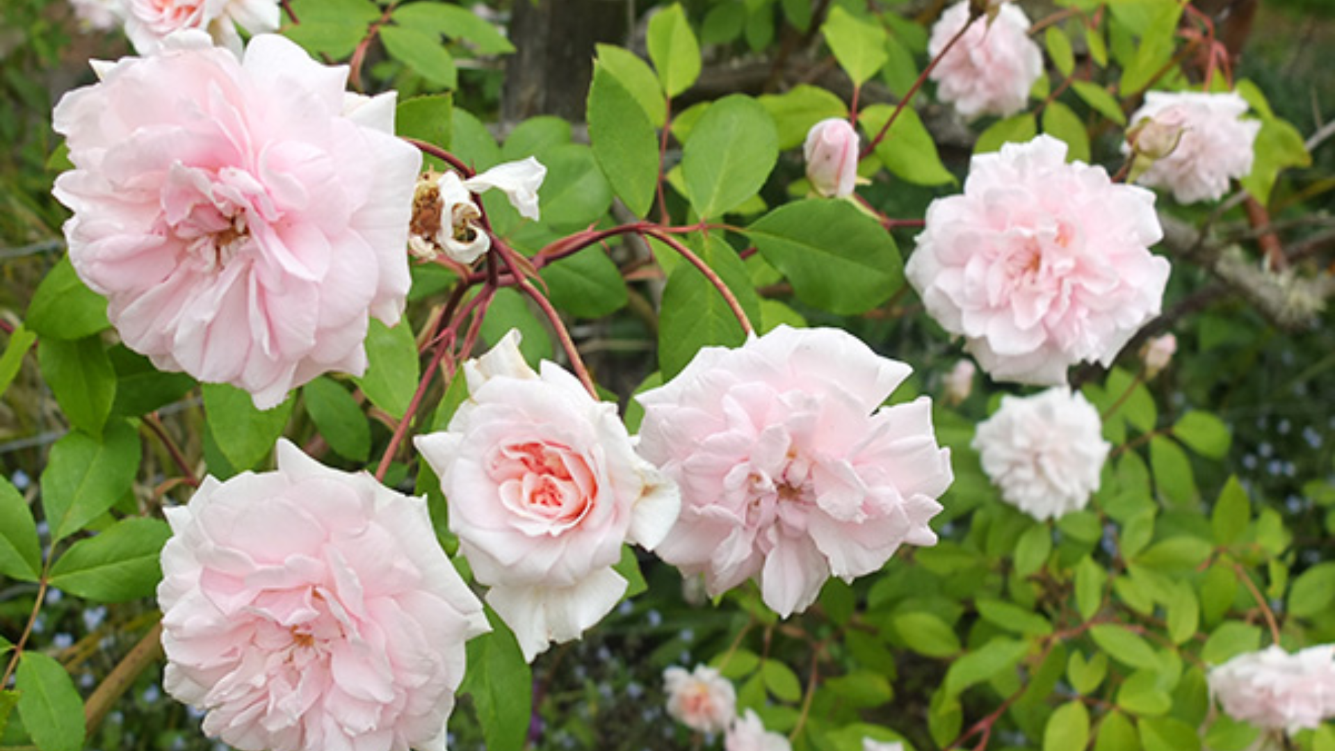cecile-brunner-polyantha