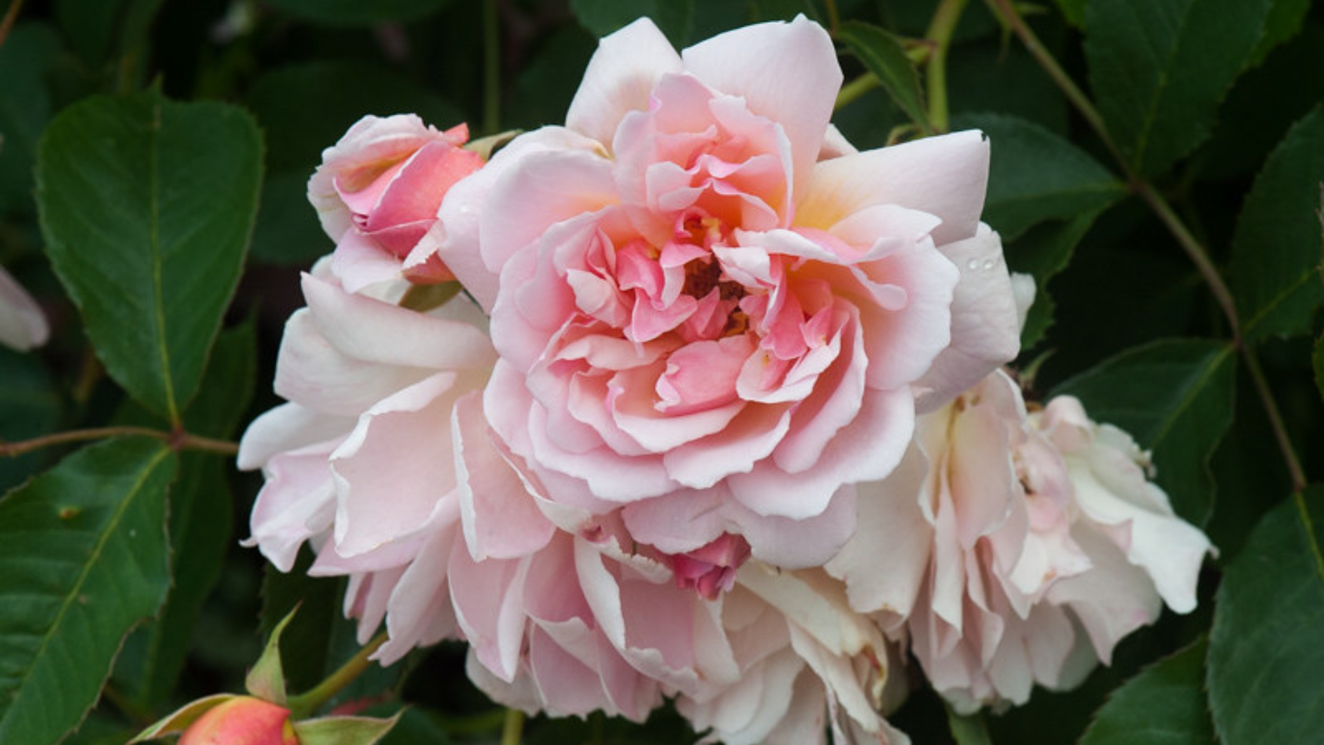 felicia-hybrid-musk