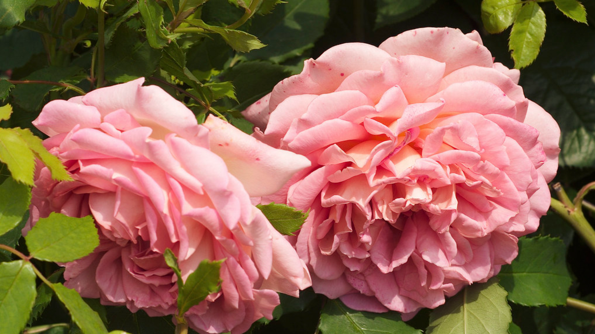 generous-gardener-david-austin)