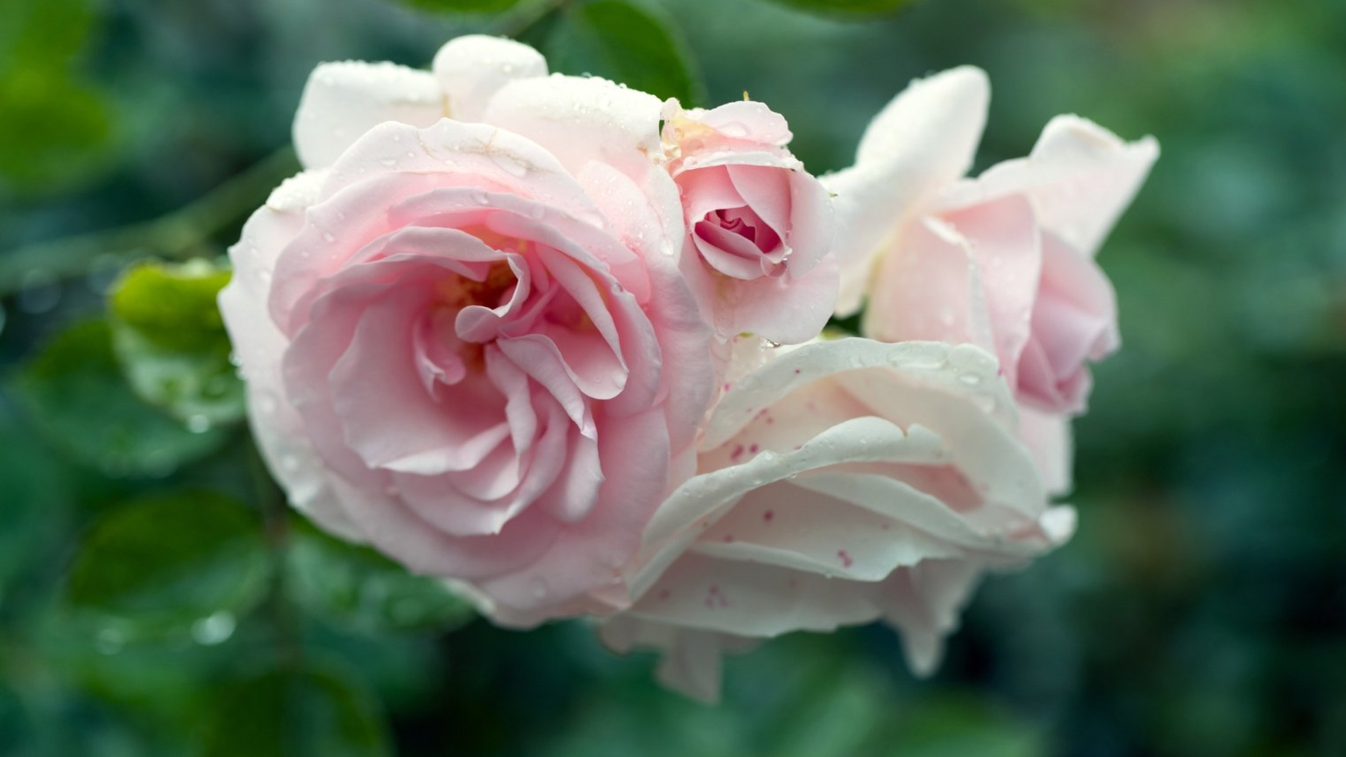 great-maidens-blush