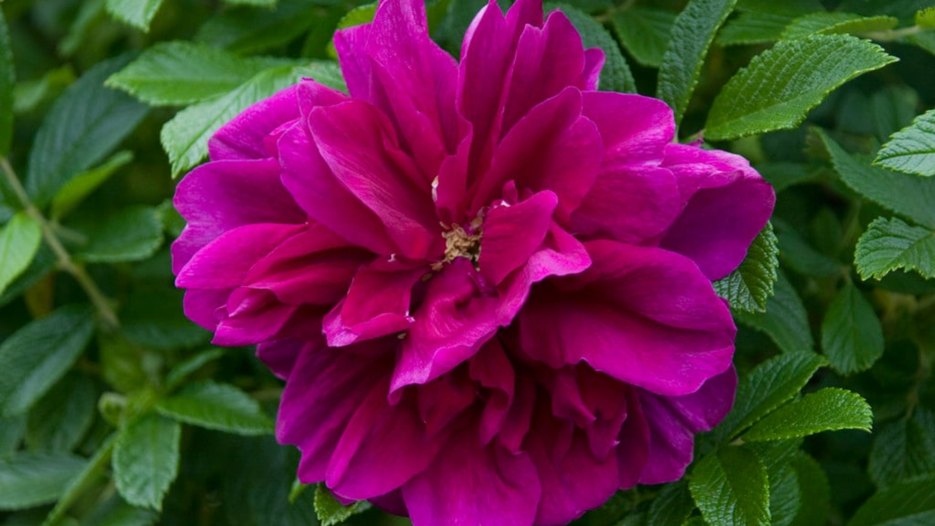 hansa-rugosa