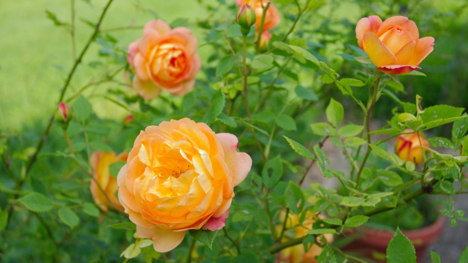lady-of-shalott-david-austin