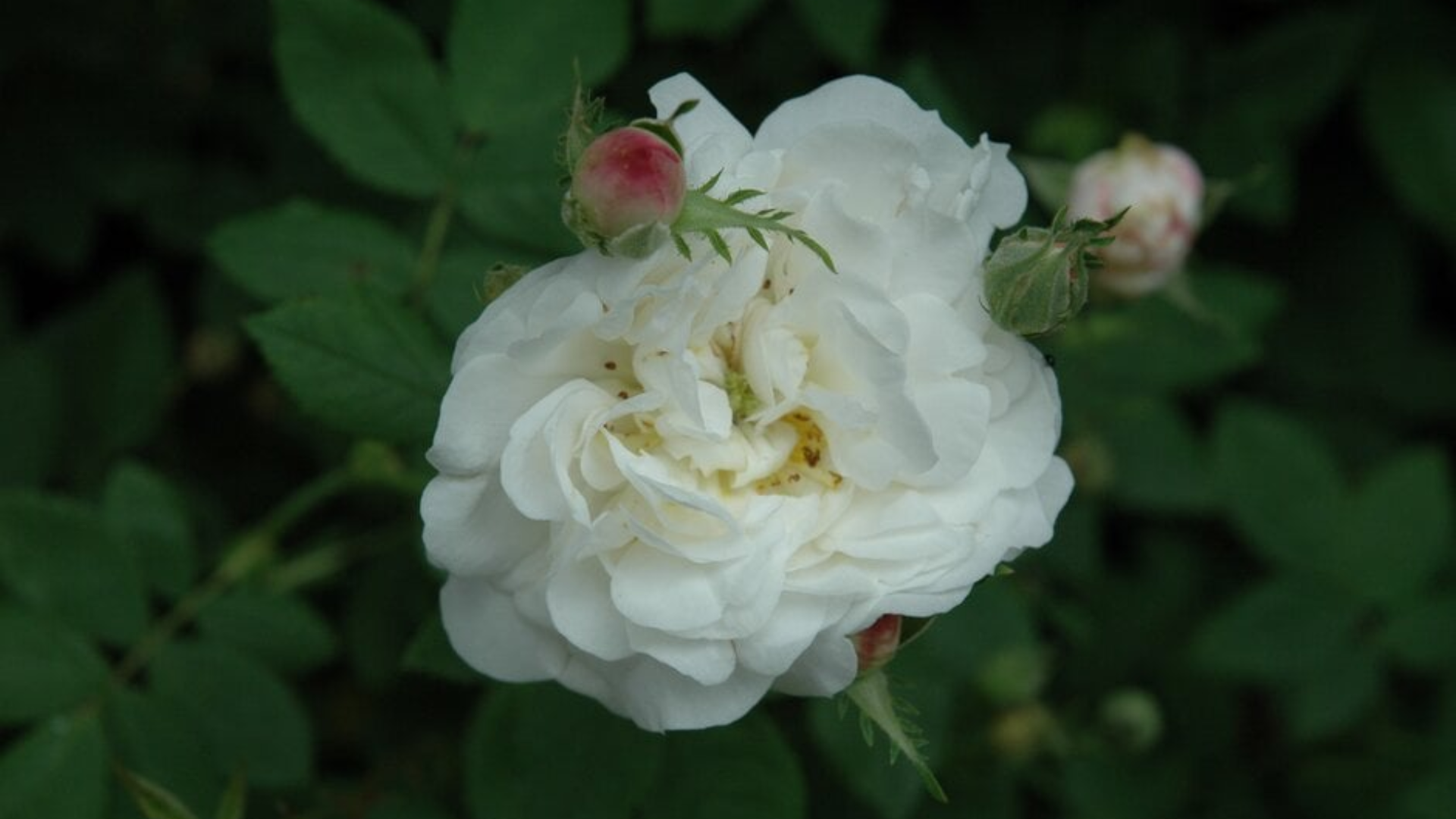 madame-plantier