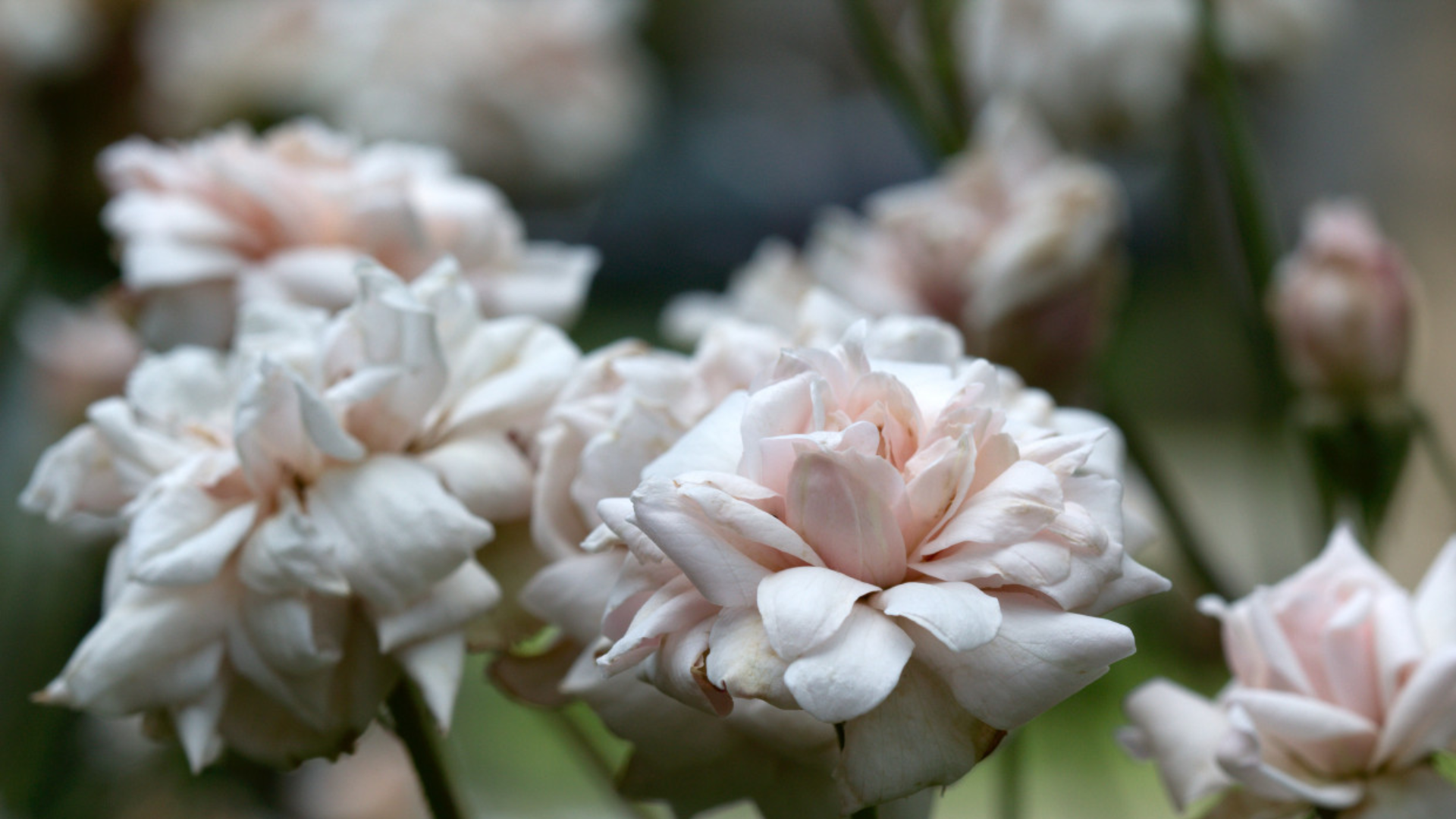 perle-d-or-polyantha