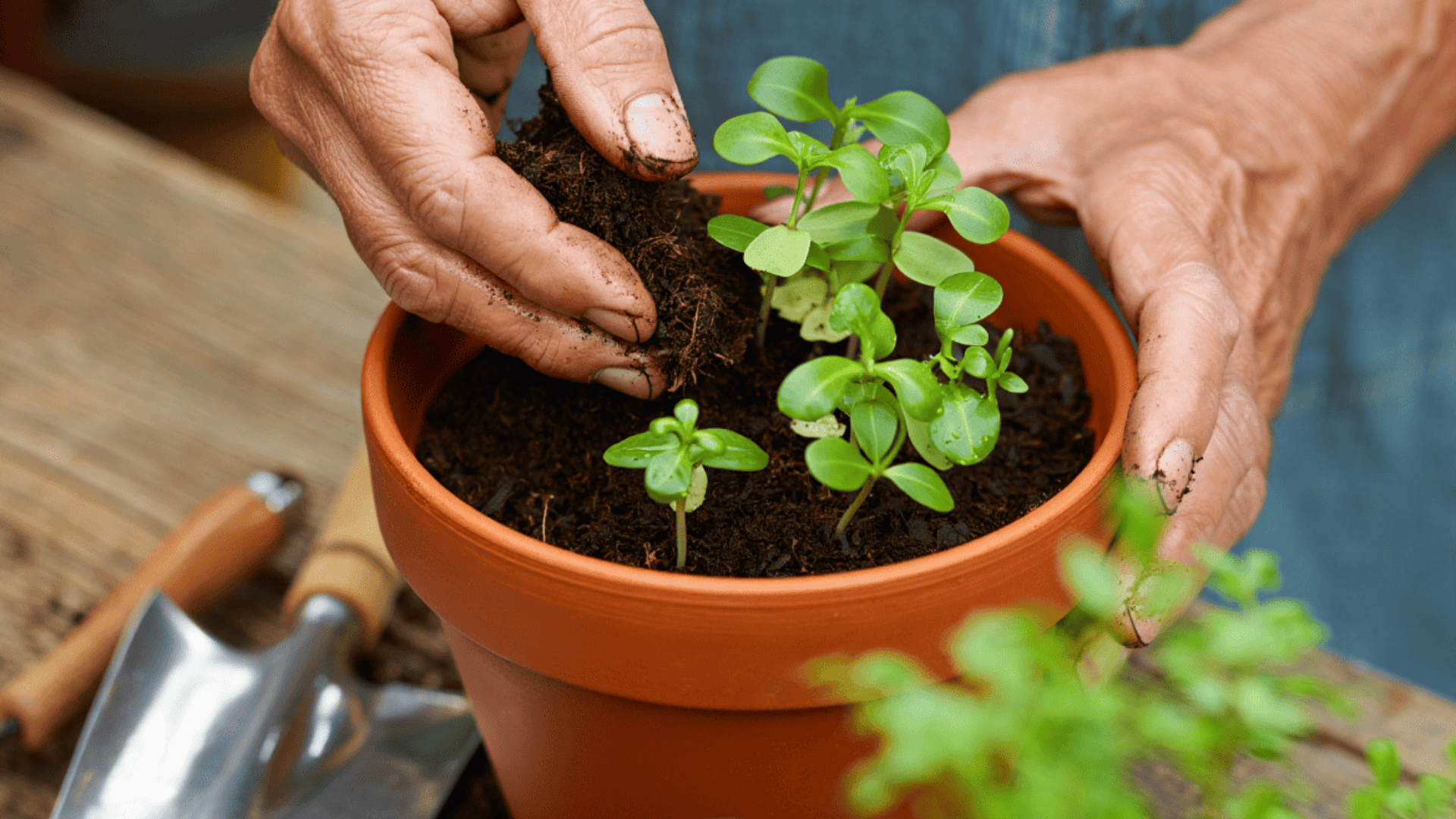Potting Soil Reuse Best Practices for Healthy Plants