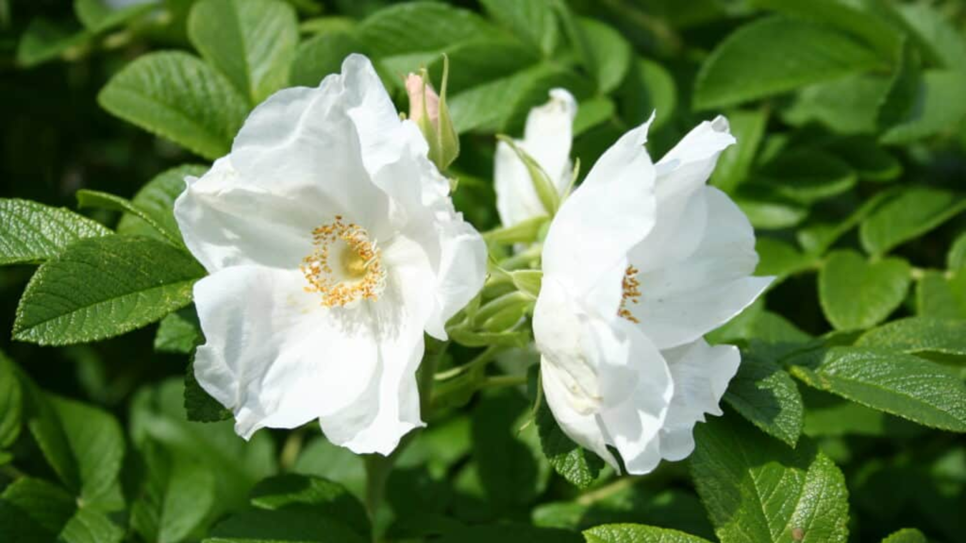 rugosa-alba