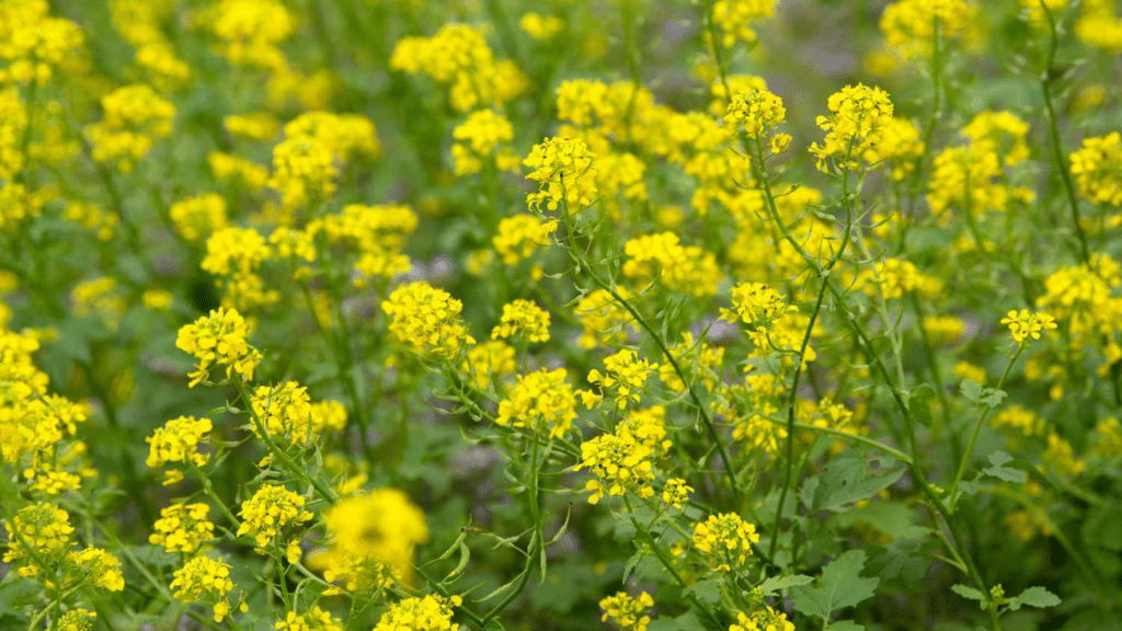 The characteristics and growth of mustard seed tree