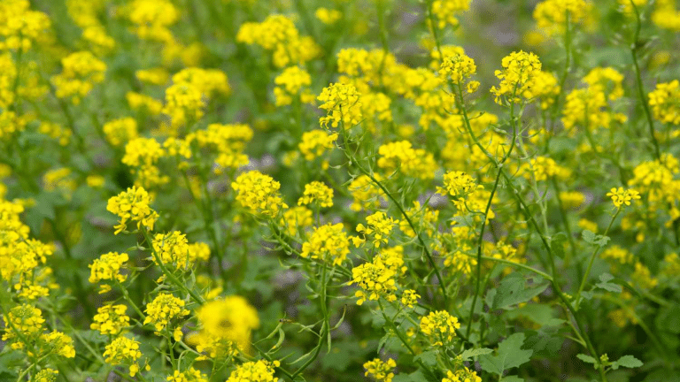 The characteristics and growth of mustard seed tree