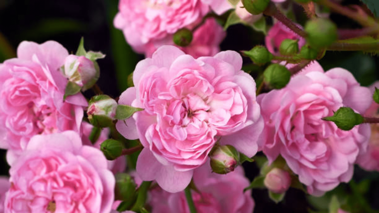 37 Striking Shade Tolerant Roses for Your Garden - The Painted Hinge