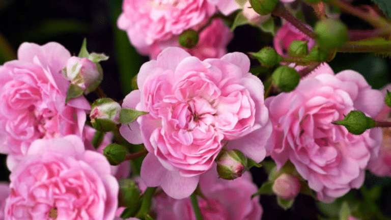 37 Striking Shade Tolerant Roses for Your Garden - The Painted Hinge