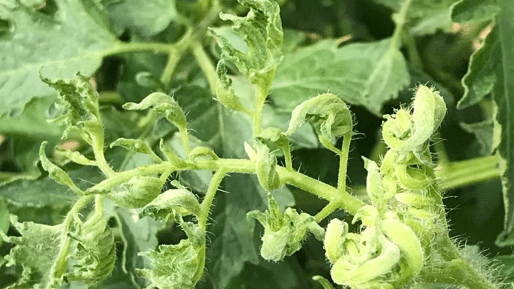 tomato-leaves-drooping-and-curling-causes-and-cures