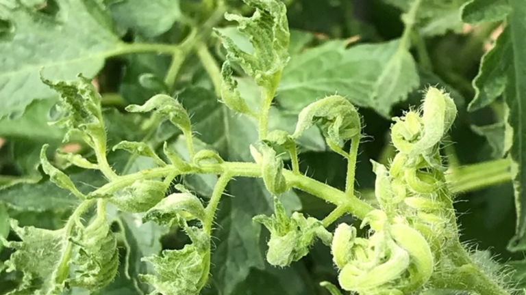 tomato-leaves-drooping-and-curling-causes-and-cures