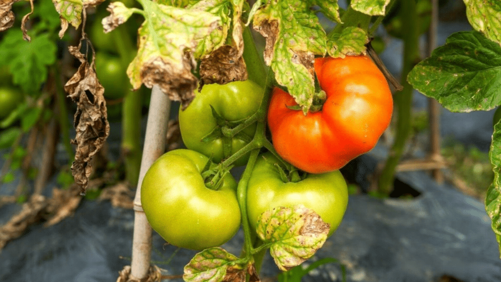 yellow-tomato-leaves-water-problems-or-something-else