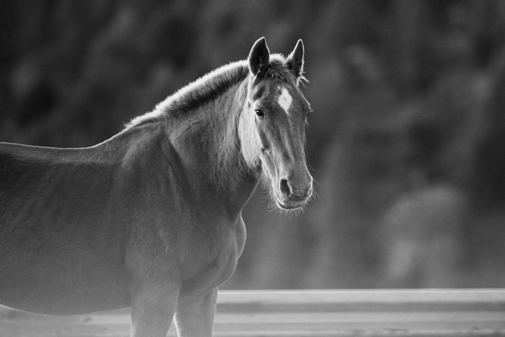 Horse Racing-Inspired Home Decor Ideas