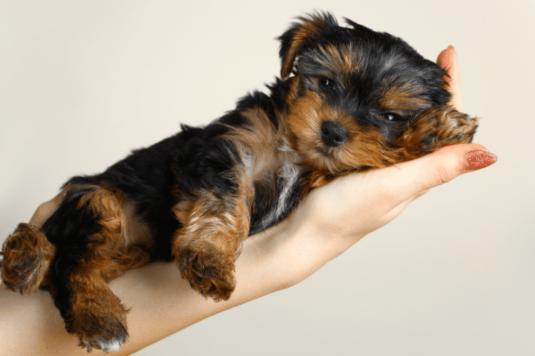 Must-Have Items for First-Time Puppy Parents