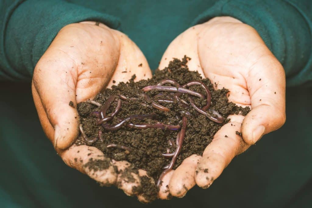 How Mulch Enhances Soil Moisture, Fertility, and Plant Health Efficiently