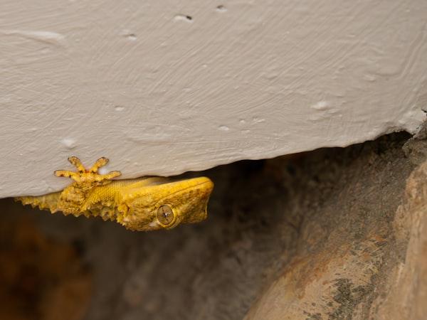 termite inspection