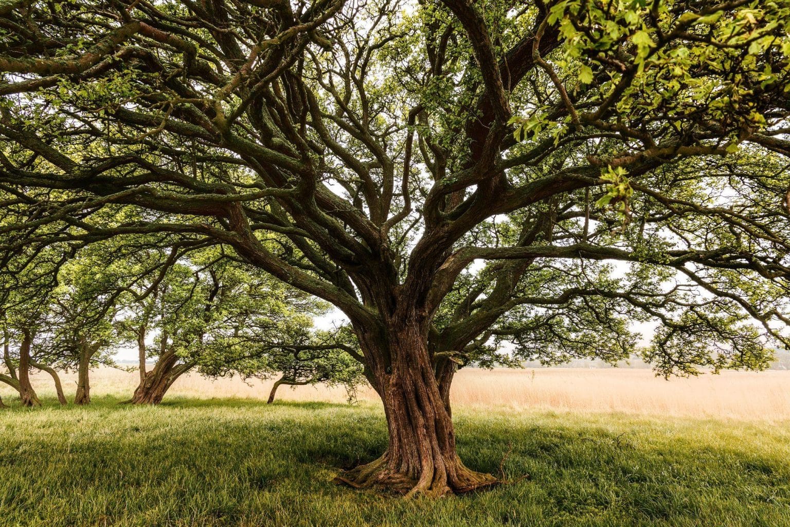 Planting with Purpose: What It Really Takes to Relocate a Large Tree ...