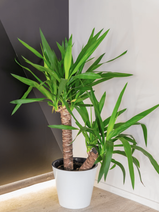 Dracaena