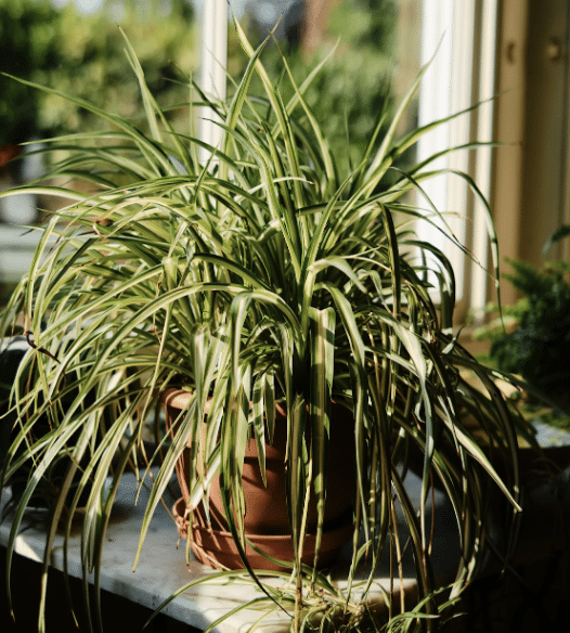 Spider Plant