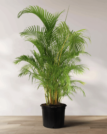 Areca Palm