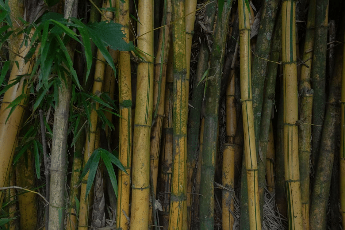 5 Eco-Friendly Home Decor Ideas Using Bamboo Panels