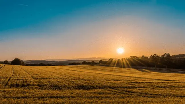 Sunset over expansive golden wheat field with scattered trees on the horizon