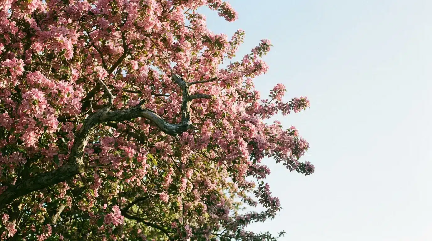 Pink cherry blossom tree under clear blue sky in bright sunlight