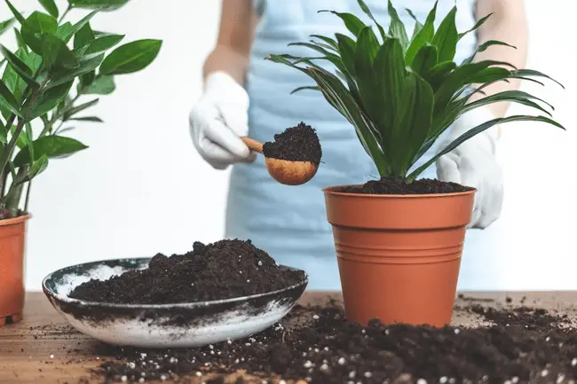 Person adding soil to potted plant with wooden spoon in bright indoor setting