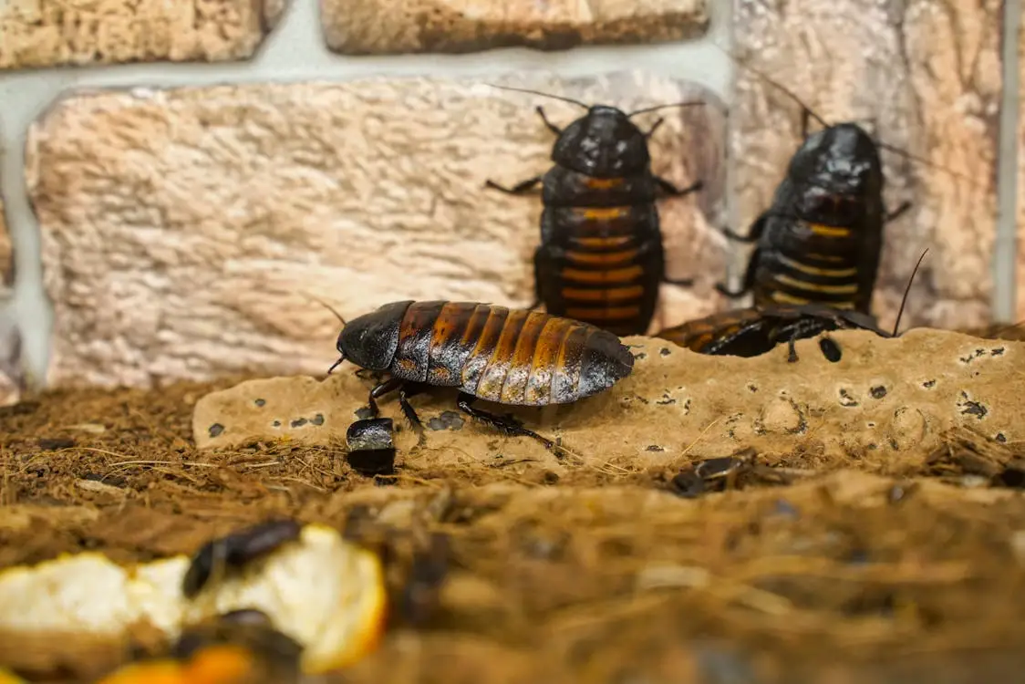Madagascar hissing cockroaches on soil with stone wall backdrop