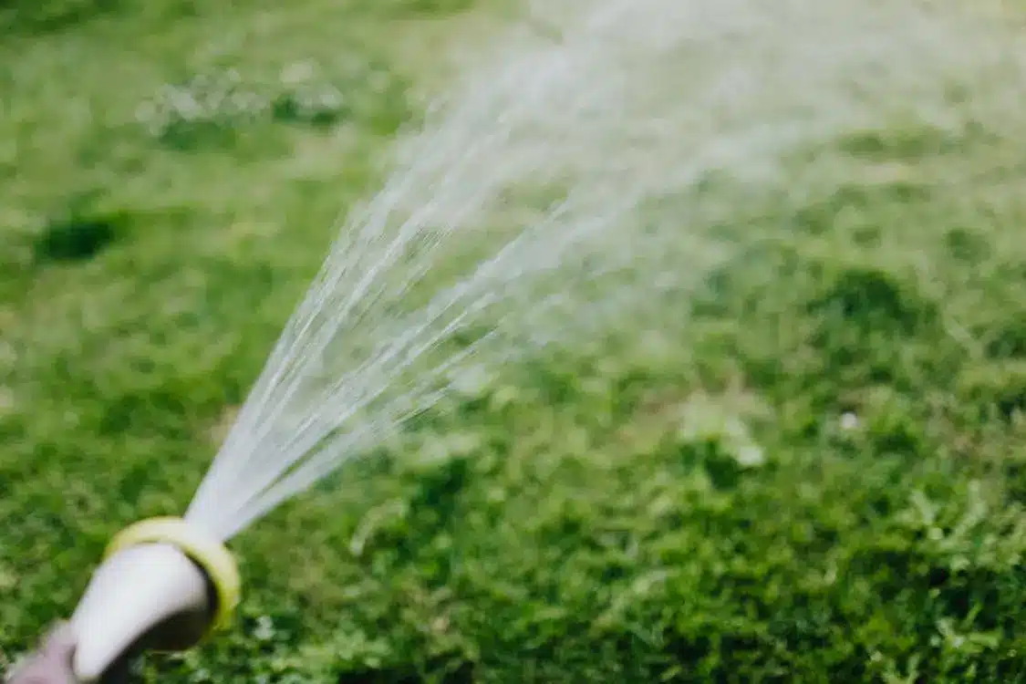 Water spraying from garden hose onto lush green lawn in sunny outdoor setting
