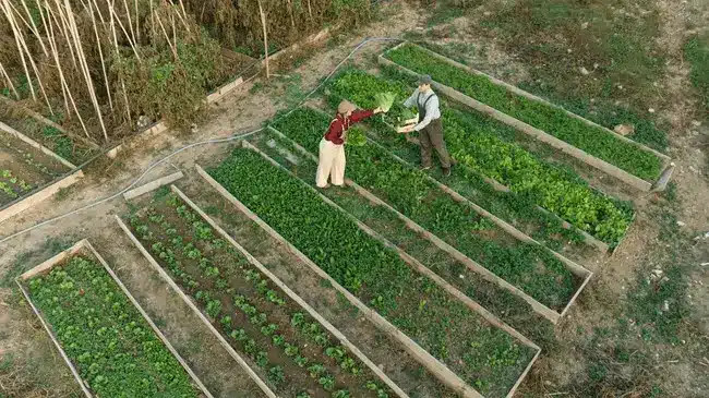 Two people harvesting greens in outdoor vegetable garden with raised beds
