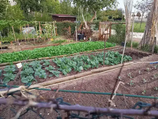 Vegetable garden with rows of leafy greens and cabbages under overcast sky