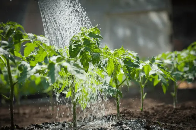 Watering young tomato plants in a sunlit garden with rich brown soil