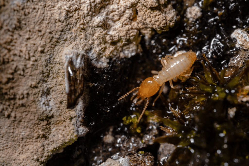 Renovation Safety: Why Termite Inspections Are Non-Negotiable