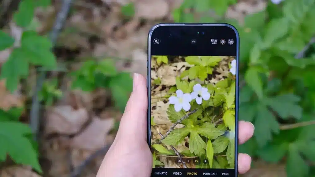 How to Identify a Plant: Tools and Methods
