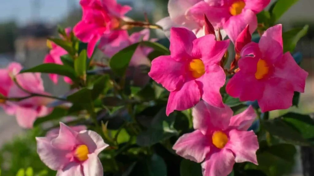 Close-up of vibrant pink Dipladenia flowers with yellow centers blooming among dark green foliage outdoors.