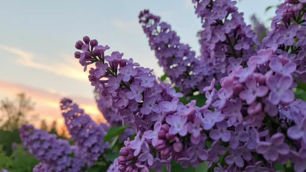 Close-up of vibrant purple lilac flowers blooming against a soft pastel sunset sky with trees visible in the background.