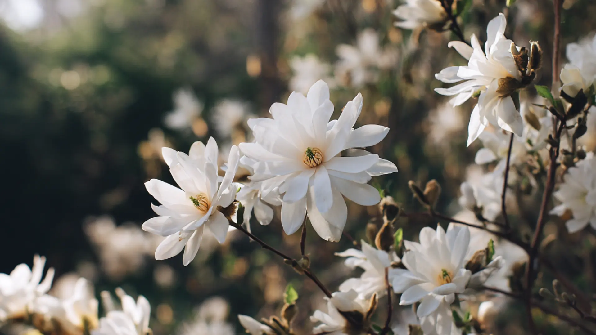 Star-magnolia