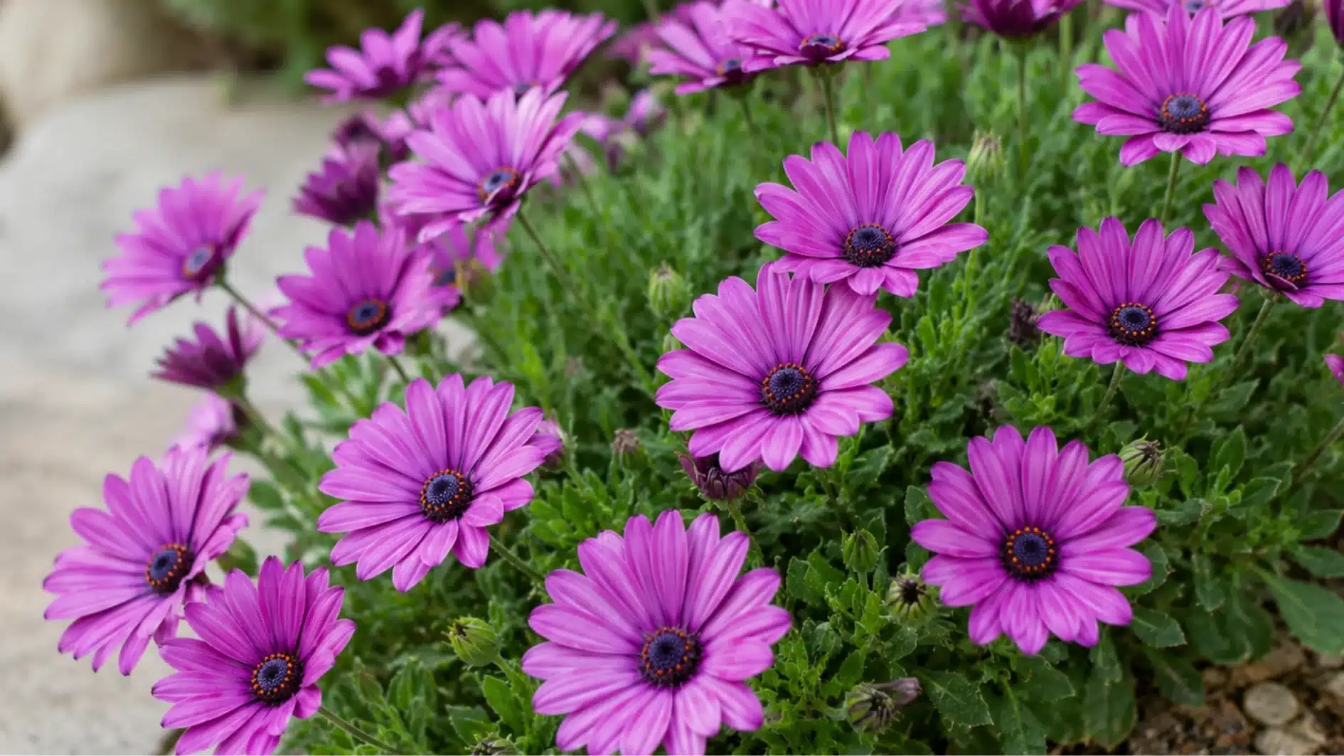 A cluster of vibrant purple African daisy flowers with dark centers blooming above dense, bright green foliage near a light-colored stone border.