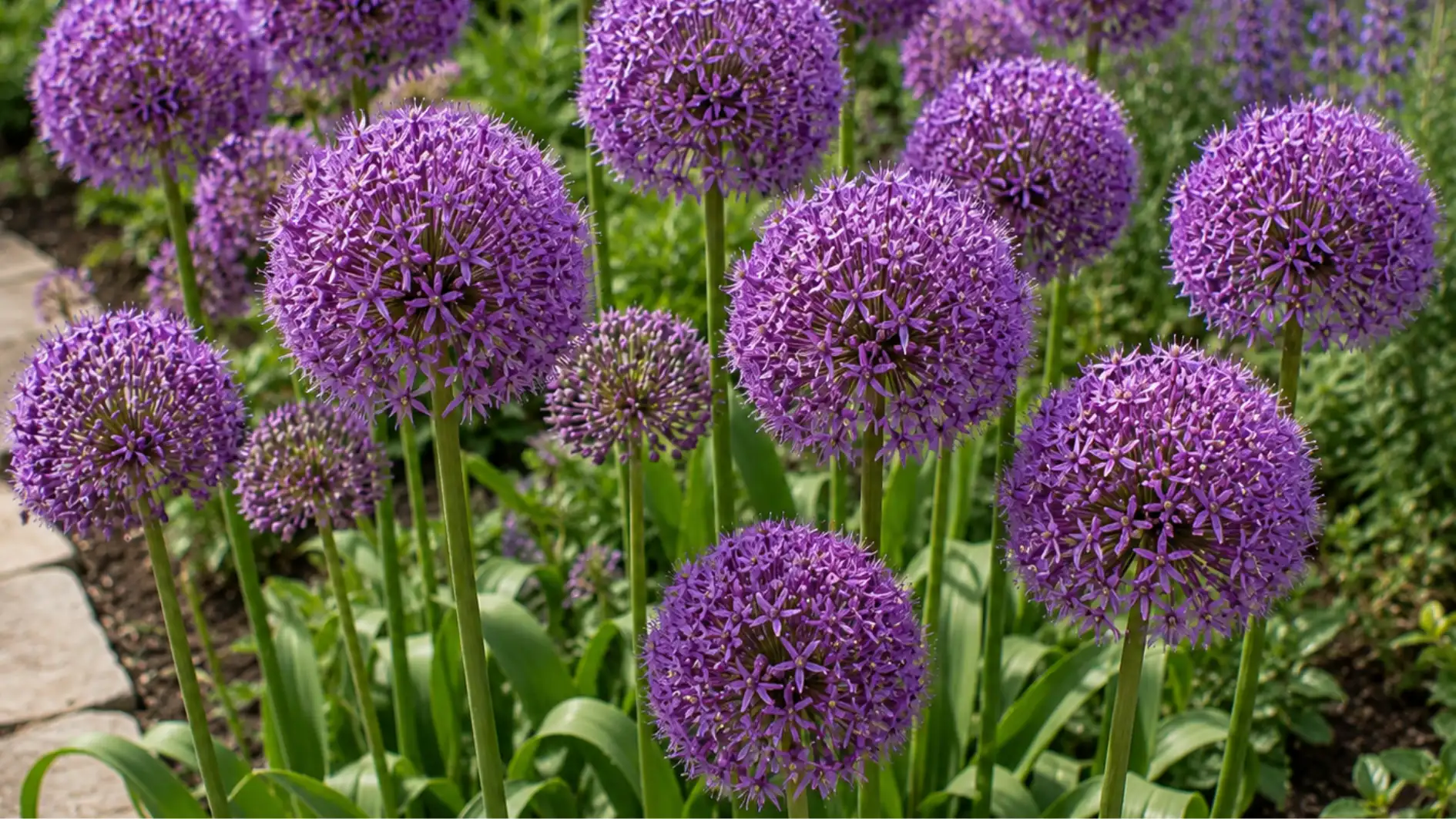 A cluster of vibrant purple allium flower heads bloom atop tall green stalks in a garden setting with blurred greenery in the background.
