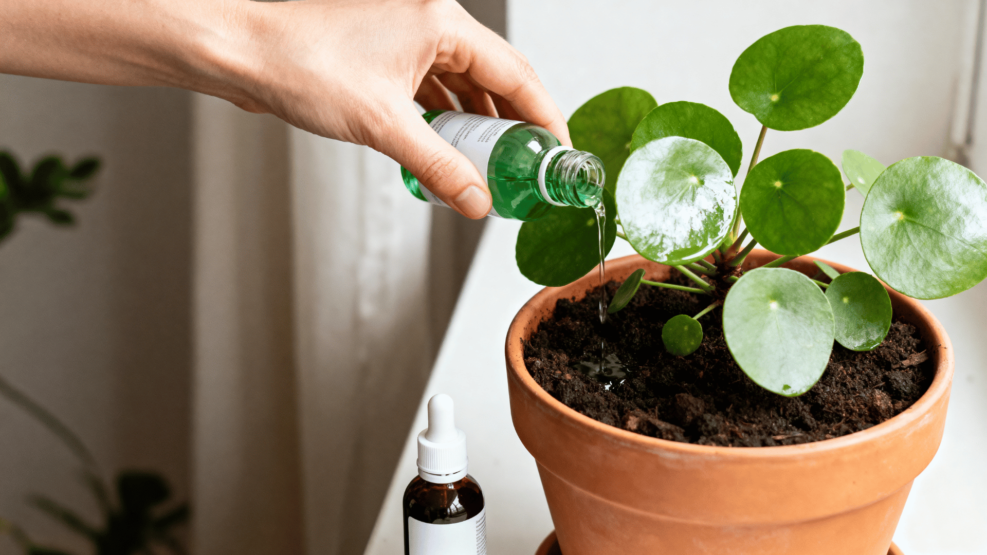 applying liquid fertilizer to a healthy chinese money plant during the growing season.