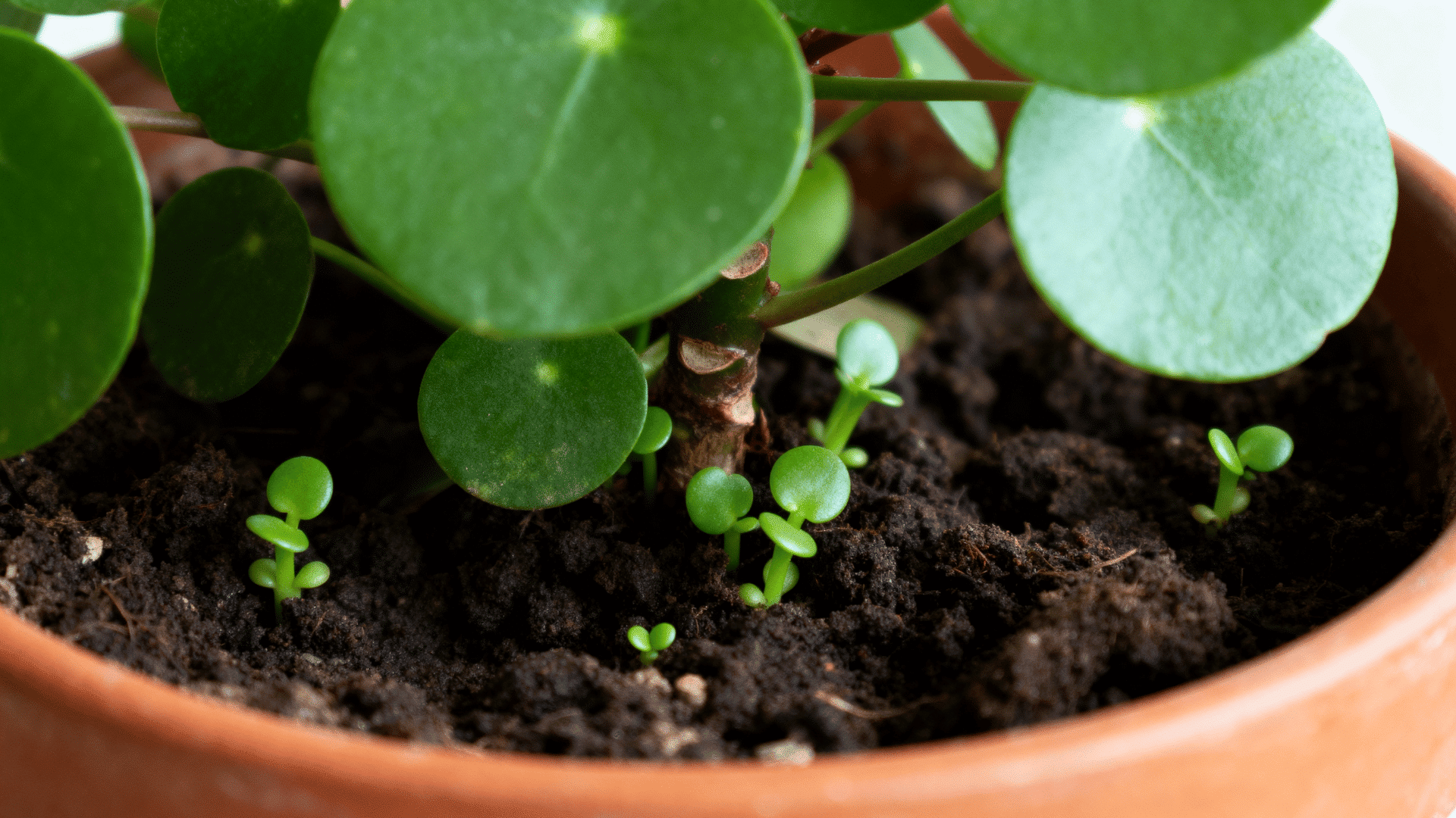 baby pups growing around the base of a healthy chinese money plant.