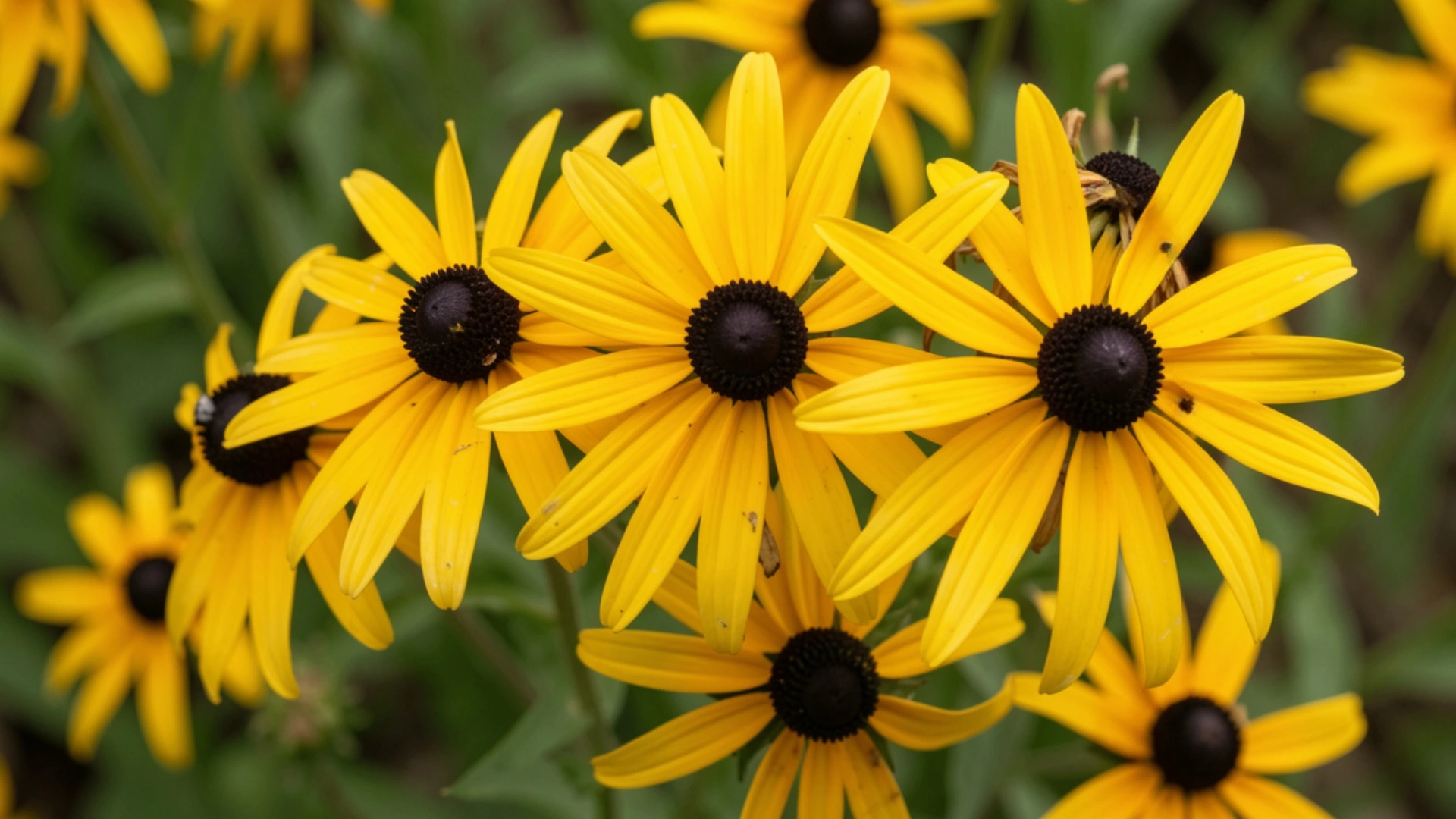 Close-up of bright yellow Black-Eyed Susan flowers with dark centers against a soft green, blurred background.