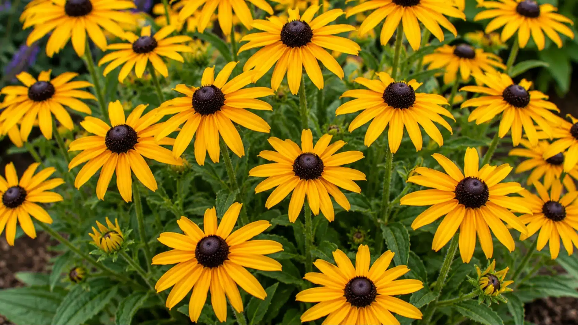 Close-up of bright yellow Black-Eyed Susan flowers with dark brown centers blooming in a lush garden bed with green foliage.