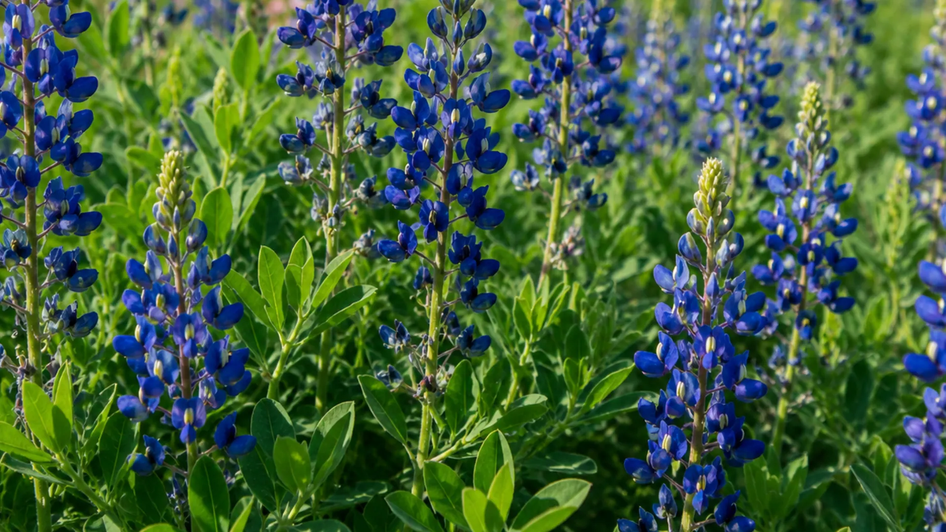 Vibrant bluebonnets in full bloom at the Texas State Fair, showcasing the beauty of Texas wildflowers.