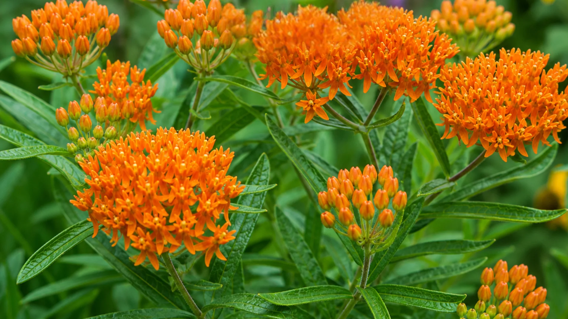 Clusters of vibrant orange Butterfly Weed (Asclepias tuberosa) flowers bloom above deep green, lance-shaped leaves in a close-up garden view.